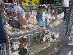  <a style='color: #fff;' href='/uploaded/photo/la-jordanie-vue-par-agny-s-64ae4f1084612.jpg'>(Télécharger)</a>