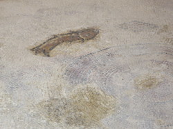  <a style='color: #fff;' href='/uploaded/photo/la-jordanie-vue-par-agny-s-64ae4f7e68bab.jpg'>(Télécharger)</a>