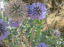  <a style='color: #fff;' href='/uploaded/photo/la-jordanie-vue-par-agny-s-64ae4f929011f.jpg'>(Télécharger)</a>