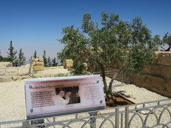  <a style='color: #fff;' href='/uploaded/photo/la-jordanie-vue-par-agny-s-64ae4fc846b7b.jpg'>(Télécharger)</a>