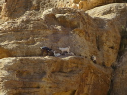  <a style='color: #fff;' href='/uploaded/photo/la-jordanie-vue-par-agny-s-64ae4fe86740f.jpg'>(Télécharger)</a>