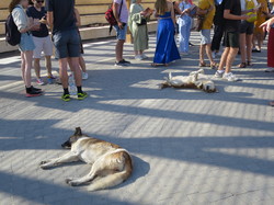  <a style='color: #fff;' href='/uploaded/photo/la-jordanie-vue-par-agny-s-64ae4fef72682.jpg'>(Télécharger)</a>