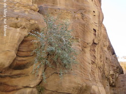 <a style='color: #fff;' href='/uploaded/photo/la-jordanie-vue-par-agny-s-64ae4ff2cdff2.jpg'>(Télécharger)</a>