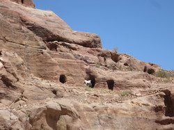  <a style='color: #fff;' href='/uploaded/photo/la-jordanie-vue-par-agny-s-64ae501907d71.jpg'>(Télécharger)</a>