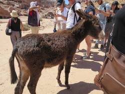  <a style='color: #fff;' href='/uploaded/photo/la-jordanie-vue-par-agny-s-64ae502594f40.jpg'>(Télécharger)</a>