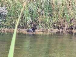  <a style='color: #fff;' href='/uploaded/photo/le-parc-du-merquenterre-vu-par-nicole-66a0b32e9e396.jpg'>(Télécharger)</a>