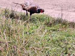  <a style='color: #fff;' href='/uploaded/photo/le-parc-du-merquenterre-vu-par-nicole-66a0b32fb5151.jpg'>(Télécharger)</a>