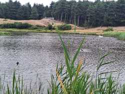  <a style='color: #fff;' href='/uploaded/photo/le-parc-du-merquenterre-vu-par-nicole-66a0b3308b248.jpg'>(Télécharger)</a>