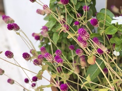  <a style='color: #fff;' href='/uploaded/photo/photos-de-la-crete-octobre-2021-61acbf0fbf827.jpg'>(Télécharger)</a>