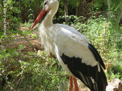  <a style='color: #fff;' href='/uploaded/photo/voyage-agadir-du-14-au-21-octobre-2023-vue-par-agny-s-654a13a709c71.jpg'>(Télécharger)</a>