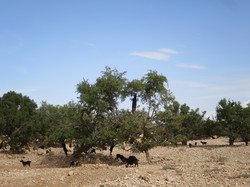  <a style='color: #fff;' href='/uploaded/photo/voyage-agadir-du-14-au-21-octobre-2023-vue-par-agny-s-654a13ab07153.jpg'>(Télécharger)</a>