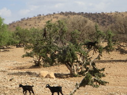  <a style='color: #fff;' href='/uploaded/photo/voyage-agadir-du-14-au-21-octobre-2023-vue-par-agny-s-654a13ac5337f.jpg'>(Télécharger)</a>