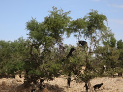  <a style='color: #fff;' href='/uploaded/photo/voyage-agadir-du-14-au-21-octobre-2023-vue-par-agny-s-654a13ac559b0.jpg'>(Télécharger)</a>