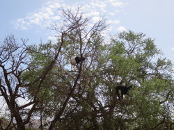  <a style='color: #fff;' href='/uploaded/photo/voyage-agadir-du-14-au-21-octobre-2023-vue-par-agny-s-654a13ad56ced.jpg'>(Télécharger)</a>