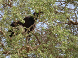  <a style='color: #fff;' href='/uploaded/photo/voyage-agadir-du-14-au-21-octobre-2023-vue-par-agny-s-654a13ad58dbf.jpg'>(Télécharger)</a>