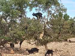  <a style='color: #fff;' href='/uploaded/photo/voyage-agadir-du-14-au-21-octobre-2023-vue-par-nicole-65475c0ebde24.jpg'>(Télécharger)</a>