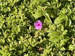  <a style='color: #fff;' href='/uploaded/photo/voyage-au-maroc-vue-par-jean-pierre-6339834570af9.jpg'>(Télécharger)</a>