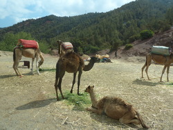  <a style='color: #fff;' href='/uploaded/photo/voyage-au-maroc-vue-par-michel-63499ad21d37f.jpg'>(Télécharger)</a>