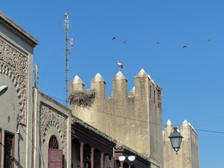  <a style='color: #fff;' href='/uploaded/photo/voyage-au-maroc-vue-par-michel-63499ad5cebfe.jpg'>(Télécharger)</a>