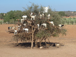  <a style='color: #fff;' href='/uploaded/photo/voyage-au-maroc-vue-par-michel-63499ad5d7226.jpg'>(Télécharger)</a>