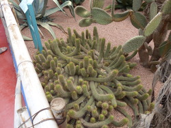  <a style='color: #fff;' href='/uploaded/photo/voyage-au-maroc-vue-par-michel-63499ad7db161.jpg'>(Télécharger)</a>