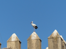  <a style='color: #fff;' href='/uploaded/photo/voyage-au-maroc-vue-par-michel-63499ada2a91c.jpg'>(Télécharger)</a>