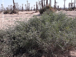  <a style='color: #fff;' href='/uploaded/photo/voyage-au-maroc-vue-par-michel-63499ae274651.jpg'>(Télécharger)</a>