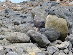  <a style='color: #fff;' href='/uploaded/photo/voyage-aux-canaries-fuerteventura-637b423a8e19c.jpg'>(Télécharger)</a>