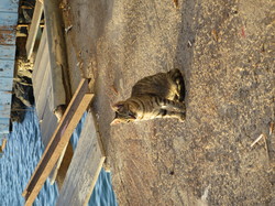  <a style='color: #fff;' href='/uploaded/photo/voyage-aux-canaries-fuerteventura-637b42850f76f.jpg'>(Télécharger)</a>