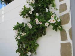  <a style='color: #fff;' href='/uploaded/photo/voyage-aux-canaries-fuerteventura-637b429ccc1f5.jpg'>(Télécharger)</a>