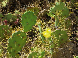  <a style='color: #fff;' href='/uploaded/photo/voyage-aux-canaries-fuerteventura-637b42bce035a.jpg'>(Télécharger)</a>