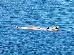  <a style='color: #fff;' href='/uploaded/photo/voyage-en-turquie-du-4-au-11-octobre-2024-vu-par-nicole-6711810f6e193.jpg'>(Télécharger)</a>